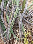 Euphorbia heterochroma Dorstenia lancifolia Ghazi u skoly Kenya 2012_PV1607.jpg
